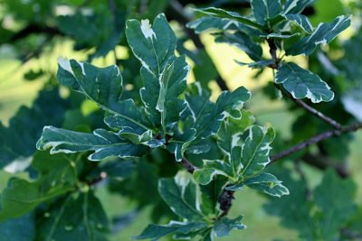 Quercus robur 'Argenteomarginata' - dub letní - jarní listy